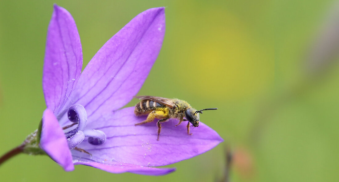 Im Rahmen des Kooperationsprojekts „Natur nah dran“ erhalten 15 neue Projekt-Kommunen in Baden-Württemberg eine Förderung für insektenfreundliche Grünflächen. Bisher wurden bereits 106 Kommunen unterstützt, über 1.000 Personen in Workshops geschult und 250.000 Quadratmeter naturnah umgestaltet. Die Initiative zielt darauf ab, die Biodiversität zu stärken und Lebensräume für Insekten zu schaffen, insbesondere in Zeiten klimatischer Veränderungen. Die ausgewählten Kommunen werden mit bis zu 15.000 Euro finanziell unterstützt, um Blumenwiesen, Trockenmauern und sandige Bodenstellen für Wildbienen anzulegen. Durch diese Maßnahmen wird nicht nur die Artenvielfalt gefördert, sondern auch die Anpassung an Extremwetterereignisse wie Hitze und Trockenheit verbessert. Wildblumen und -stauden sind besser …