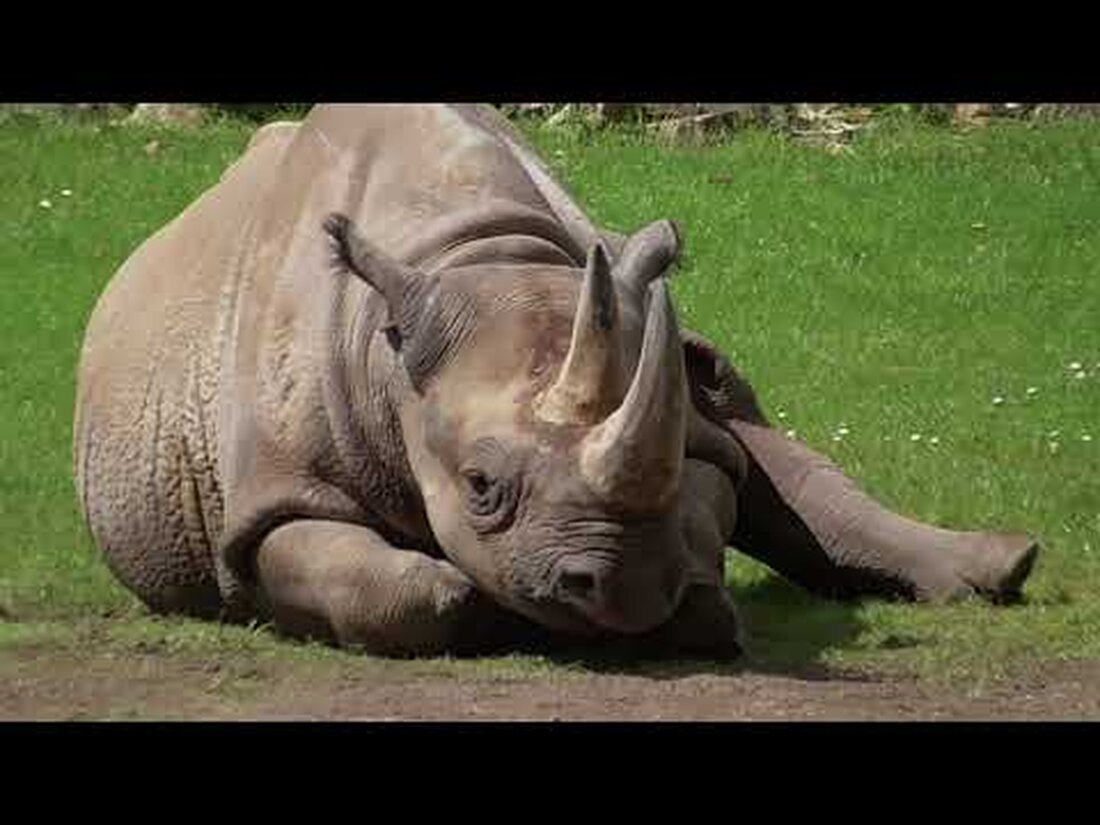 Hier ein paar Bilder von einem Besuch im Zoo Leipzig. Über ein Like und ein Abo würde ich mich freuen. Youtube-Link