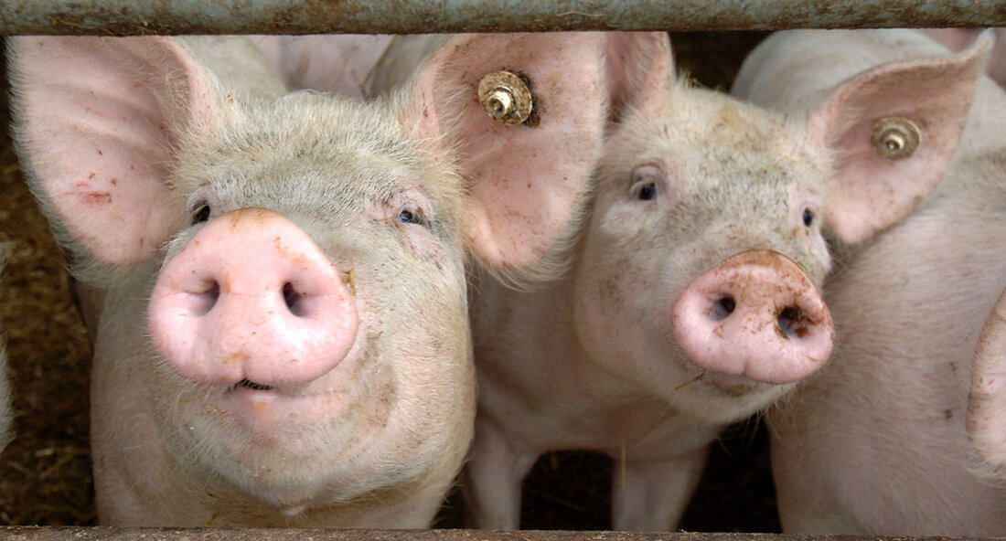 Anlässlich des runden Jubiläums feiert Deutschland 50 Jahre Tierschutzgesetz – ein Gesetz zwischen Tierschutz und Tiernutzung. Am 24. Juli 1972, vor genau 50 Jahren, wurde das Tierschutzgesetz (TierSchG) im Bundesgesetzblatt verkündet. Es löste das Reichstierschutzgesetz von 1933 ab und entstand aus dem ethischen Tierschutzgedanken heraus. Das neue Tierschutzgesetz bot den Tieren nicht ausschließlich Schutz ihres Wohlbefindens, sondern auch erstmals Schutz ihres Lebens an sich. Es gilt für alle Tiere vom Insekt bis zum Primaten. Es betrifft somit 214 Mllionen landwirtschaftlich genutzte Tiere, circa 35 Millionen Heimtiere, 42 Millionen Versuchstiere, 200.000 Zootiere sowie eine unbekannte Zahl von Wildtieren in Deutschland. Es …