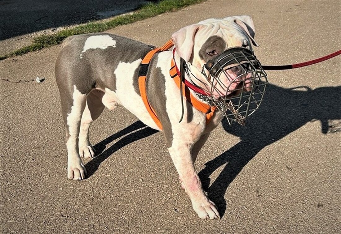 Im Wilhelm-Rautenstrauch-Park in Trier griff eine amerikanische Bulldogge am 27. März 2025 Passanten an. Polizei sucht Zeugen.