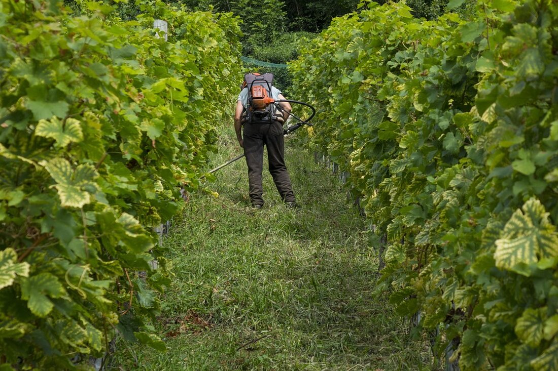 Die Weinernte 2024 hat in Deutschland begonnen. Winzer hoffen auf optimales Herbstwetter für hochwertige Trauben und reduzierte Ernteausfälle.