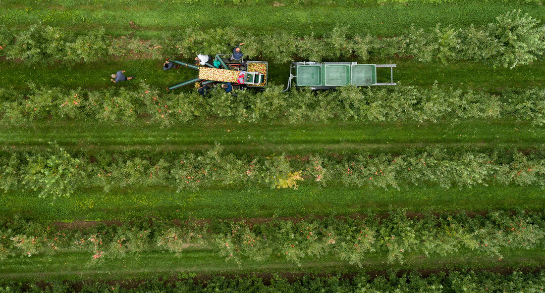 Erfolgreiche Apfelernte am Bodensee: Obstbauern setzen auf Qualität und Nachhaltigkeit Die Obstbauern in der malerischen Bodenseeregion blicken optimistisch auf die bevorstehende Apfelernte 2024. Mit einer prognostizierten Menge von etwa 246.000 Tonnen Äpfeln erwarten die Landwirte einen Erntezuwachs von 13 Prozent im Vergleich zum Vorjahr. Diese positive Entwicklung ist besonders bemerkenswert, da die Region in diesem Jahr mit verschiedenen Wetterextremen, wie milden Wintern und Spätfrösten während der Blütezeit, konfrontiert war. Trotz der Herausforderungen, unter anderem durch übermäßigen Regen, konnten die Obstbauern eine qualitativ hochwertige Ernte sicherstellen. Peter Hauk, Minister für Ernährung, Ländlichen Raum und Verbraucherschutz, betonte bei der Eröffnung der Bodensee-Apfelsaison …