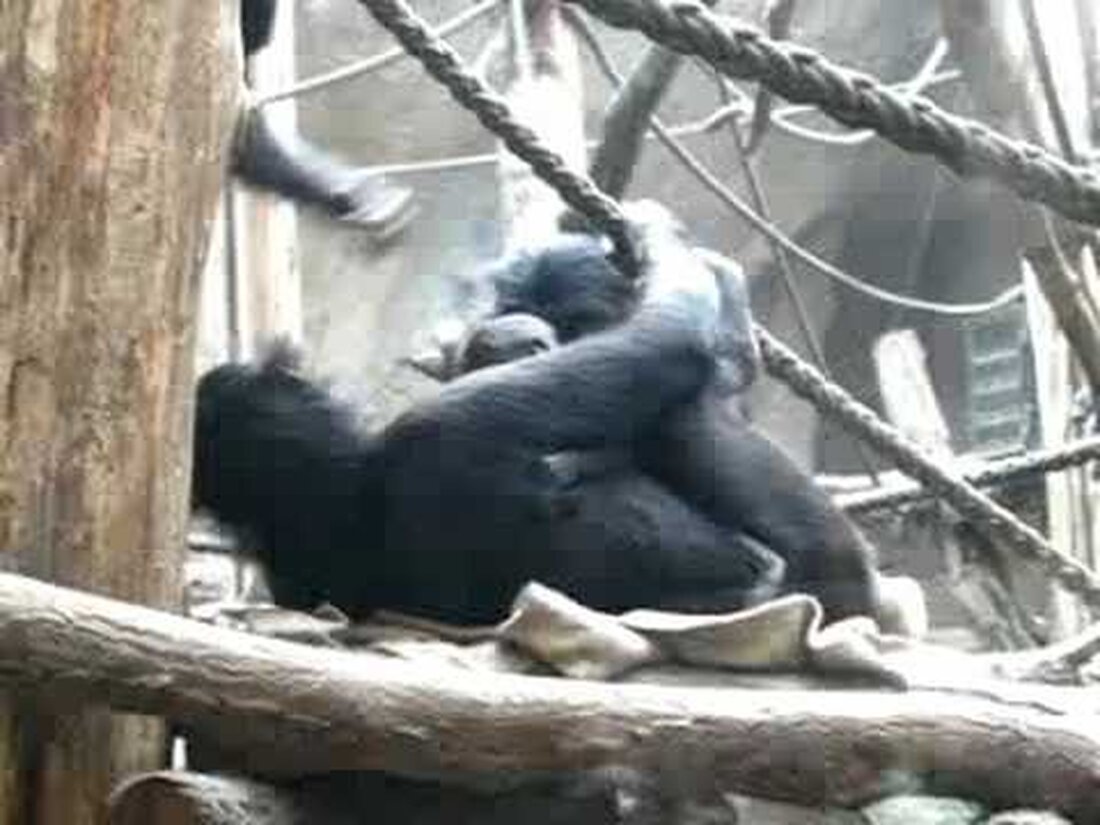 Yasa (geboren am 27. August 1997 im Twycross Zoo, UK) brachte am 28. Juli 2008 im Pongoland des Leipziger Zoos ihren ersten Jungen zur Welt. Das Video zeigt die Interaktionen zwischen Yasa und ihrem 5 Tage alten Jungtier mit der erwachsenen Frau Ulindi (geboren am 10. Oktober 1993 in Frankfurt) und ihrer Tochter Luiza (geboren am 27. Januar 2005 in Leipzig). . Youtube-Link