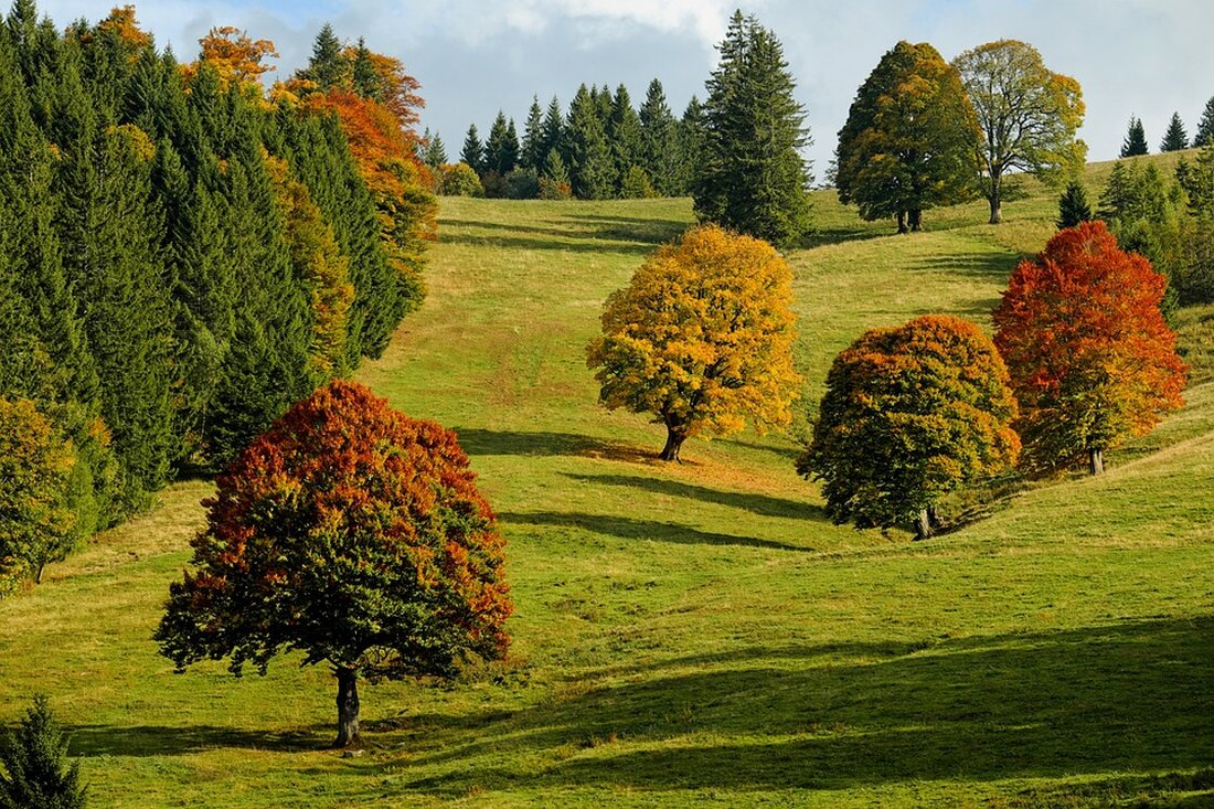 Erfahren Sie alles über die bevorstehenden Bürgersprechstunden im Oktober mit Bezirksbürgermeister Oliver Igel und den Stadträtinnen und -räten. Treffen Sie die Entscheidungsträger persönlich am 9. Oktober im Innovationspark Wuhlheide oder nutzen Sie die telefonische Sprechstunde am 29. Oktober. Seien Sie dabei und bringen Sie Ihre Anliegen ein!