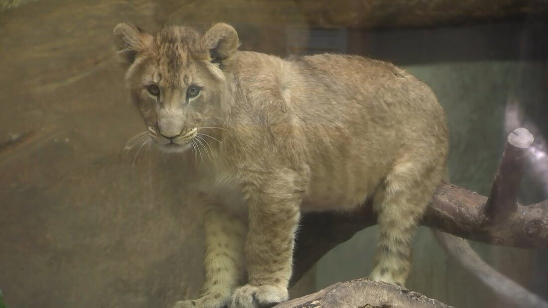 Jeden Nachmittag findet im Leipziger Zoo eine Auswechslung unter den Löwen statt. Dann holt Jörg Gräser Vater Majo und die Kinder rein und lässt Kigali ins Freie. Doch erschöpft sind die drei Löwenbabys noch nicht, sie brauchen auch zu Hause viel Abwechslung und Aktivität. Diesmal hat sich Jörg etwas Passendes für den Neustart der Bundesliga einfallen lassen… https://www.facebook.com/elefanttigerundco/ https://www.mdr.de/elefanttigerundco/index.html. Youtube-Link