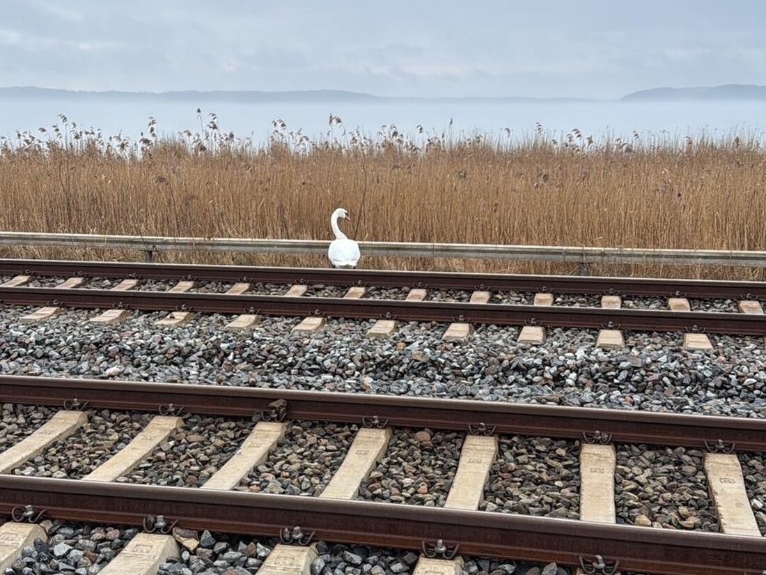 Bundespolizei rettet am 25.02.2025 einen Schwan auf der Bahnstrecke Lietzow. Keine Verletzungen, keine Zugverspätungen.