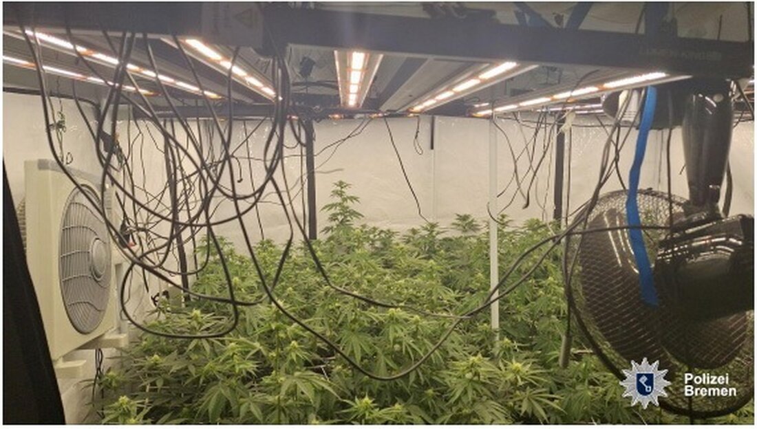 Polizei Bremen entdeckt Cannabisplantage nach Notruf wegen lauten Schreien in einer Wohnung in der Neustadt.