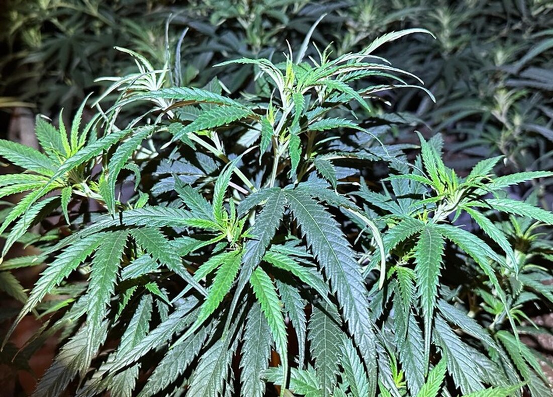 Am Donnerstag entdeckte die Nordhäuser Kriminalpolizei eine Cannabisplantage und nahm zwei Tatverdächtige fest. Ein Beamter wurde leicht verletzt.