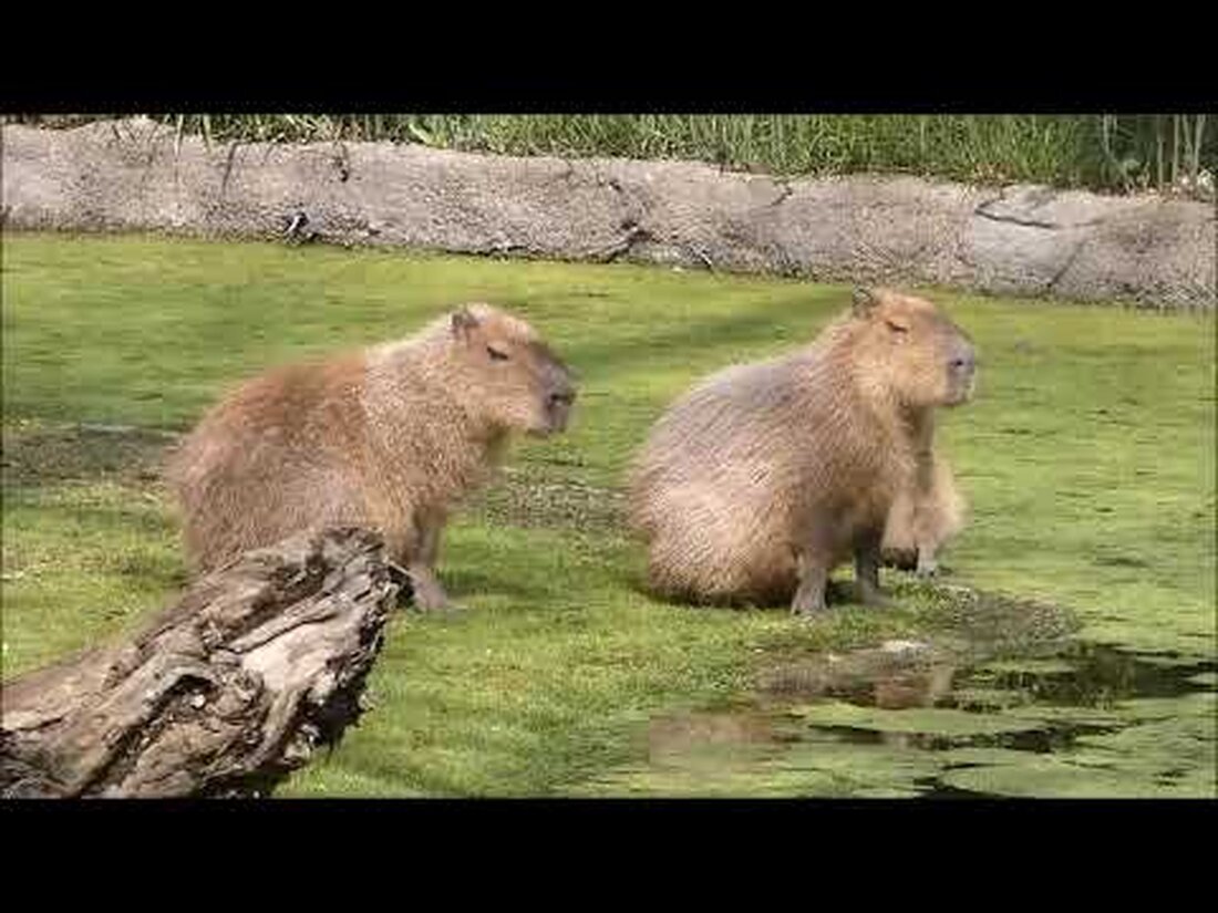 #zoo #leipzig #wildlife Capybara Capybaras werden auf Deutsch auch Capybaras genannt. Sie sind jedoch keine Schweine, sondern die größten Nagetiere der Welt. Sie leben in kleinen Horden und sind tagsüber und in der Dämmerung aktiv. Männer sind an einer auffälligen Duftdrüse über dem Nasenloch zu erkennen, mit der sie das Territorium markieren. Im Gefahrenfall rennen Capybaras galoppierend ins Wasser. Sie sind vernetzt und können hervorragend schwimmen und tauchen. Mähnenwolf Im Gegensatz zu Wölfen leben und jagen Mähnenwölfe nicht in Rudeln. Männchen und Weibchen teilen sich ein Territorium, halten aber außerhalb der Paarungszeit normalerweise Abstand voneinander. Sie können sehr gut hören, …