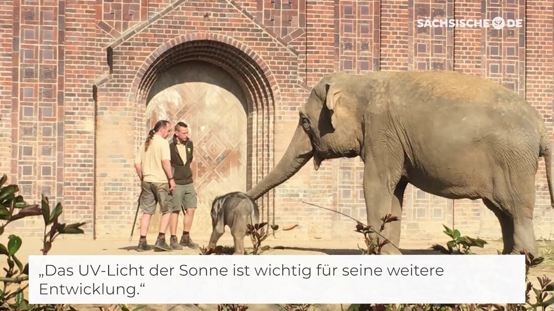 Beschreibung: Am Freitag zeigte sich der Minifant erstmals den Besuchern im Leipziger Zoo. Acht Wochen nach seiner Geburt unternahm das Kalb mit seinen Tanten Rani und Dong Chung eine Erkundungstour. Das Trio wurde von Tierpflegern und Hunderten von Zuschauern begleitet. Mutter Hoa hat das junge Tier abgelehnt, das noch keinen Namen hat und immer noch eine Gefahr für die Miniameise darstellt. Weitere Informationen: https://www.saechsische.de/plus/minifant-macht-erste-stufen-in-freiheit-5050499.html (SZ-PLUS). Youtube-Link