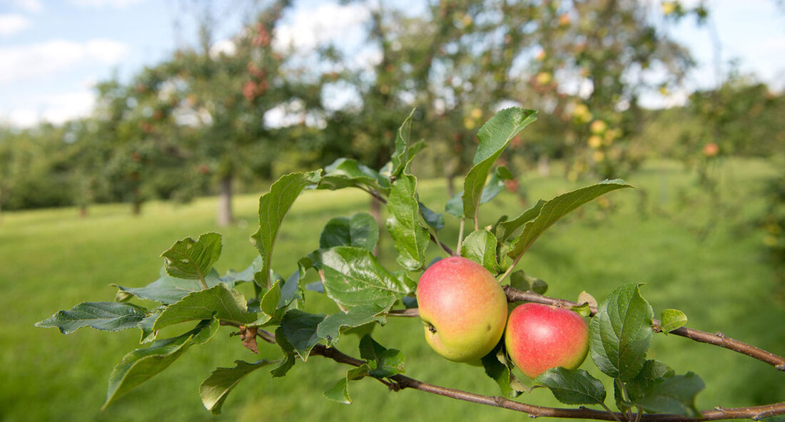 Das Kompetenzzentrum Obstbau-Bodensee genießt seit 20 Jahren internationales Ansehen als Grundlage für Forschung und Experimente im Obstbau und ist für unseren regionalen Anbau unverzichtbar. „Das Fundament der Kompetenzzentrum Obstbau am Bodensee Vor 20 Jahren war die richtige Antwort auf die zunehmenden Herausforderungen einer umweltfreundlichen und ressourcenschonenden Obstproduktion. Heute ist diese Einrichtung für die Weiterentwicklung des Obstbaus am Bodensee unverzichtbar und ein anerkannter Forschungspartner weit über die Region hinaus „, sagte der Staatssekretär im Ministerium für ländliche Gebiete und Verbraucherschutz. Friedlinde Gurr-Hirschanlässlich des 20-jährigen Bestehens des Kompetenzzentrums Obstbau-Bodensee (KOB). Kooperation mit der Universität Hohenheim Der KOB stammt aus den 1960er Jahren …