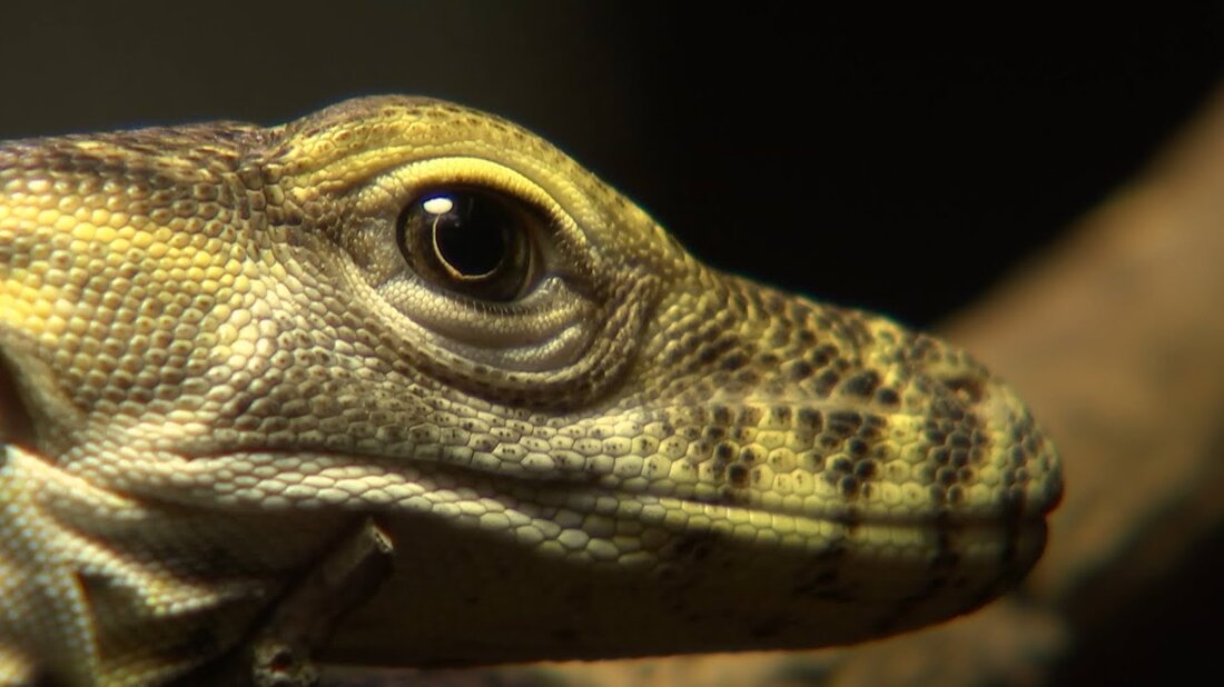 Lange Zeit war es „nur“ ein Ei. Und jetzt ist es eine Sensation von 40 Zentimetern Länge: Ein kleiner Komodowaran lässt die Herzen der Pfleger höher schlagen. Dies ist der erste Nachwuchs dieser Art in Deutschland. Https://www.mdr.de/elefanttigerundco/index.html https://www.facebook.com/elefanttigerundco. Youtube-Link