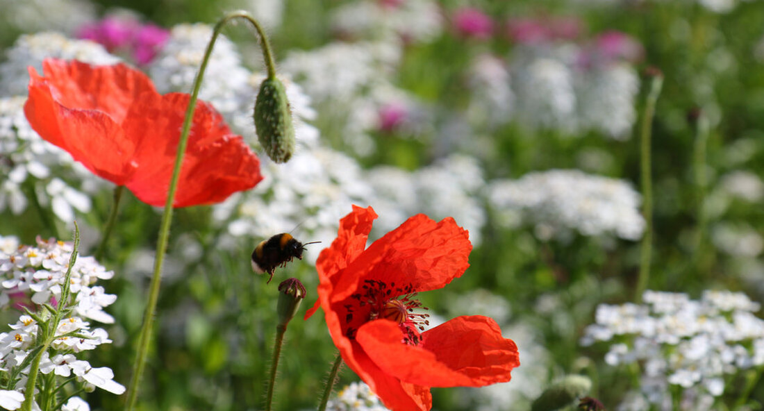 Das erfolgreiche Projekt „Nahe an der Natur“ wird fortgesetzt. Ziel ist es, die kommunalen Grünflächen des Staates dauerhaft natürlich und insektenfreundlich zu gestalten, um die biologische Vielfalt zu erhalten und zu stärken. Das Ministerium für Umwelt, Klimaschutz und Energie wird das Projekt übernehmen „Nahe zur Natur“ von Naturschutzverband Baden-Württemberg (NABU) weiterhin finanziell unterstützen. Die vorangegangenen Ausschreibungsrunden waren ein voller Erfolg. Insgesamt 229 Gemeinden des Landes mit 336 Einreichungen beantragten einen Zuschuss, um eine Vielzahl von Grünflächen dauerhaft natürlich und insektenfreundlich zu gestalten – und damit die biologische Vielfalt des Landes zu schützen und zu verbessern. „Fast ein Viertel der 1.101 …