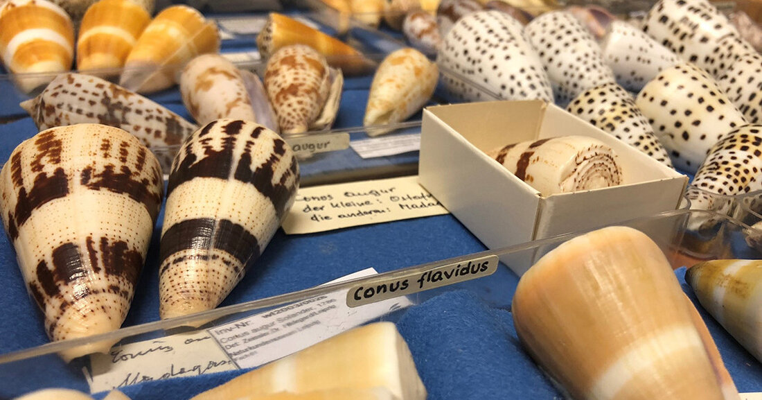 Am Internationalen Tag des Artenschutzes am 3. März 2024 übergibt das Naturkundemuseum Leipzig 6.000 digitale Datensätze von Schnecken- und Muschelarten an das Rote-Liste-Zentrum des Bundesamtes für Naturschutz. Diese wertvollen Daten sind von entscheidender Bedeutung für die wissenschaftliche Forschung und dienen als Grundlage für Naturschutzmaßnahmen. Museumsdirektor Dr. Ronny Maik Leder betont die Bedeutung des Schutzes und der Erhaltung der Artenvielfalt für das Gleichgewicht der Natur und lobt die Sammlungen der Naturkundemuseen als unverzichtbare Informationsquelle für den Schutz wildlebender Arten. Die historische Molluskensammlung des Naturkundemuseums Leipzig umfasst Belege von 175 Schneckenarten und 22 Muschelarten, darunter auch bedrohte Arten wie die Bachmuschel, die …