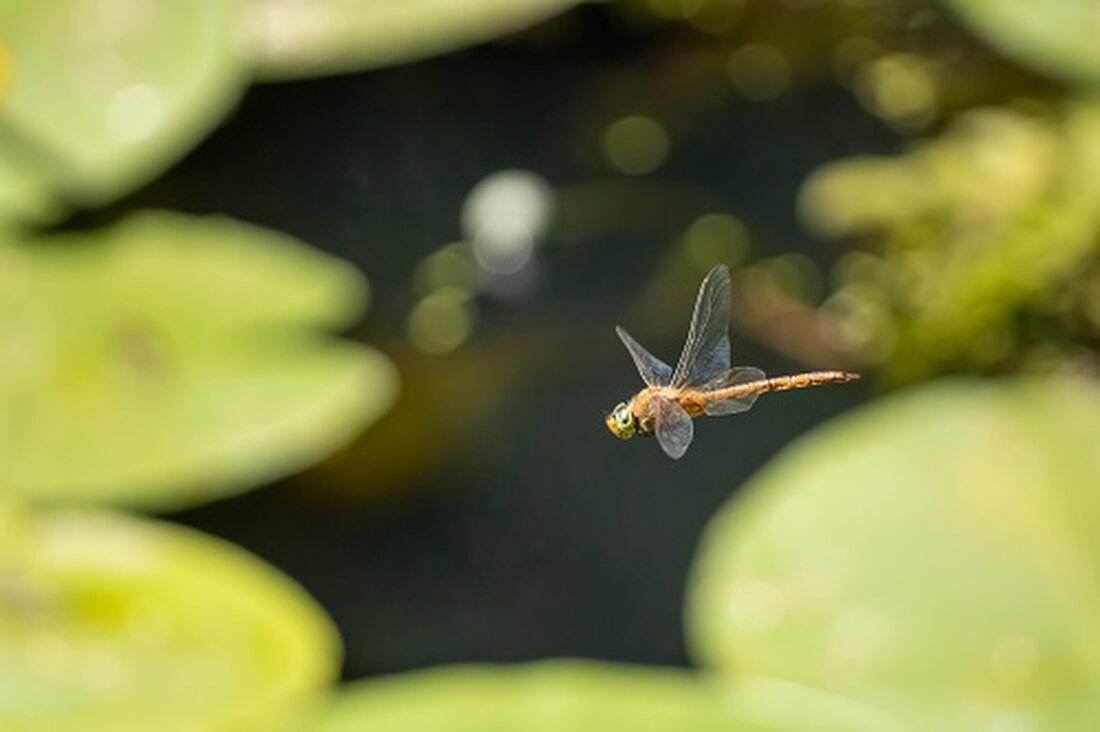 Der BGB-Preis stieg auf Höchststände über 0,42 $, wobei der aktuelle Preis etwa 20 % unter dem Allzeithoch von 0,51 $ liegt. Dragonfly Capital tätigte eine strategische Investition in Höhe von 10 Millionen US-Dollar in die Krypto-Derivatebörse Bitget Bitget wird die Kapitalspritze verwenden, um seine Produkte zu erweitern und die Krypto-Bildung zu fördern. Bitget Token (BGB) wurde höher gehandelt, da die Community rund um die Kryptowährungsderivatebörse Bitget positiv auf die Nachricht von einer neuen Risikokapitalspritze reagierte. Der BGB-Preis brach auf Höchststände von 0,42 $ ein, nachdem er am Montag bei Tiefstständen von 0,39 $ gehandelt worden war, wobei die positive …