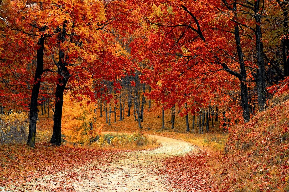 Herbst in Leipzig und Umgebung: Tipps und Aktivitäten Das letzte Quartal des Jahres hat begonnen und mit ihm kommt der Herbst. Die Tage werden kürzer, die Nächte kälter, aber diese Jahreszeit hat auch ihre schönen Seiten. Hier sind einige Tipps, wie Sie den Herbst in Leipzig und Umgebung voll auskosten können. Zur Kürbisernte nach Threna bei Leipzig Halloween-Kürbisse haben wieder Hochkonjunktur und werden gerne zum Schnitzen verwendet. In Threna, etwa zwölf Kilometer südöstlich von Leipzig, bewirtschaftet Landwirt Thomas Kirschstein vom Hofladen Großbuch ein 30.000 Quadratmeter großes Feld mit „Halloween-Kürbissen“. Die Schnitzkürbisse können selbst geerntet werden und es gibt auch bereits …