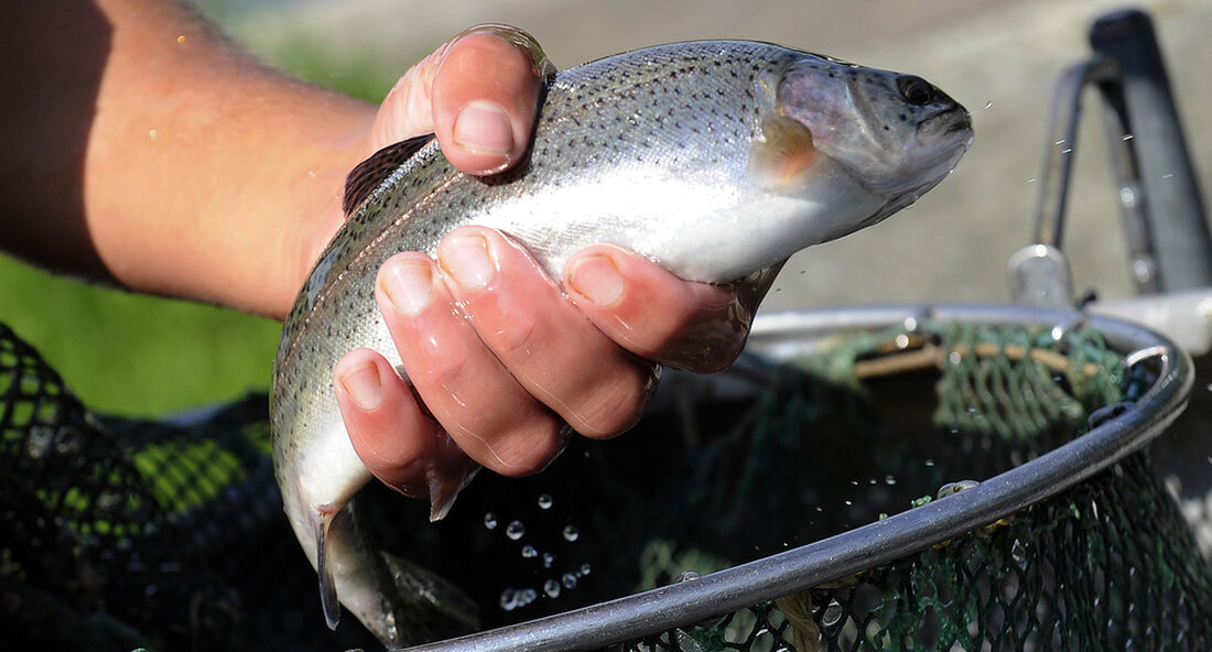 Der Klimawandel bringt auch die Fische im Land ins Schwitzen. Das neue Buch des Fisheries Research Center zeigt effektive Anpassungsmöglichkeiten zum Erhalt einheimischer Fischarten in der Klimakrise. „Die baden-württembergischen Fische, Neunaugen und Krebse könnten in ihrem ‚coolen Element‘ bald ins Schwitzen kommen – so seltsam das klingen mag, so ernst ist die Lage Klimawandel zeigt seine Wirkung in vielen Bereichen, einschließlich Wasser“, sagte der Minister für Ernährung, ländliche Angelegenheiten und Verbraucherschutz. Peter Huk MdL, als Teil der Welt-Wassertag in dem Fischereiforschungszentrum des Landwirtschaftszentrums Baden-Württemberg in Langenargen. Hauk machte auf die Gefahren der menschengemachten Erderwärmung für die Wasserbewohner aufmerksam. „Wasserbewohner wie …
