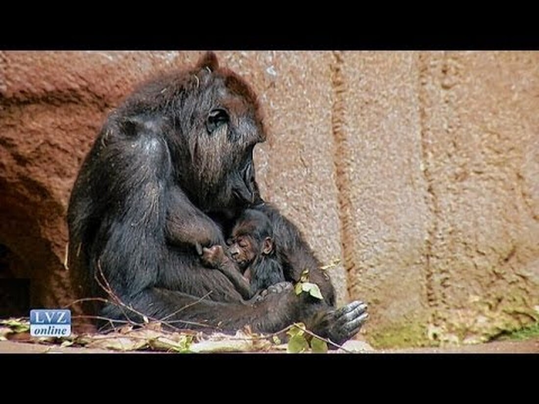 Leipzig, 5. Dezember 2013: Die jungen Gorillas des Leipziger Zoos treten erstmals öffentlich auf. Das Junge aus Kibara und der Silberrücken Abeeku suchen immer noch nach einem Namen und versprechen, ein Publikumsmagnet zu sein. . Youtube-Link