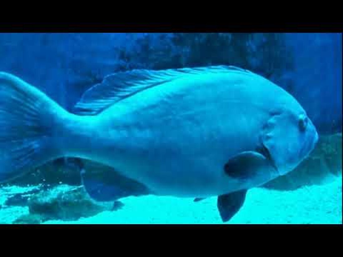 Der Leipziger Zoo ist ein 26 Hektar großer, parkähnlicher zoologischer Garten am Rosental nordwestlich der Innenstadt von Leipzig. Es ist einer der artenreichsten Zoos in Europa. . Youtube-Link