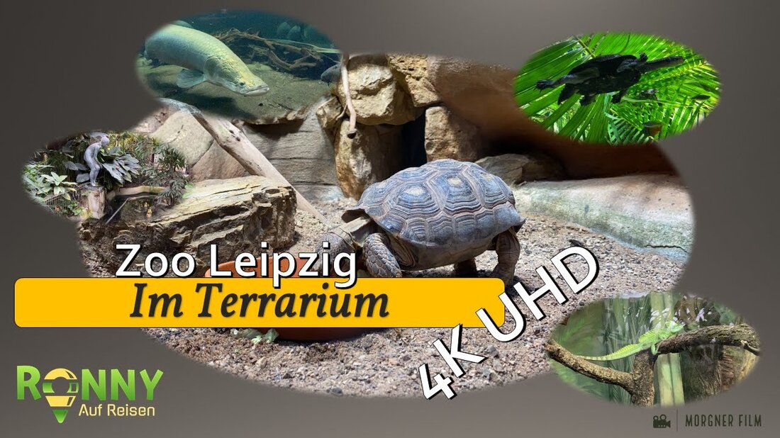 An einem Tag im Leipziger Zoo ist dieser Zoo ein 26 Hektar großer, wunderschön gestalteter zoologischer Garten mitten in der Stadt Leipzig. Verschiedene Themenbereiche Green Garden, Asien, Pongoland, Südamerika, Afrika und Gondwanaland. Dieser Zoo ist einer der artenreichsten Zoos in ganz Europa und wird ständig erweitert. Der Park wird derzeit bis 2022 um einen neuen Themenpark „Feuerland“ erweitert. Dieses Video wurde im Oktober 2020 aufgenommen. (in 4K UHD) Besuch des Leipziger Zoos – Terrarium-Spezial Im Terrarium finden Sie Reptilien, Amphibien und Wirbellose und zum Beispiel Fische – verschiedene Frösche, Krokodile, Schlangen, Schildkröten, Leguane und viele mehr … Weitere Informationen finden …