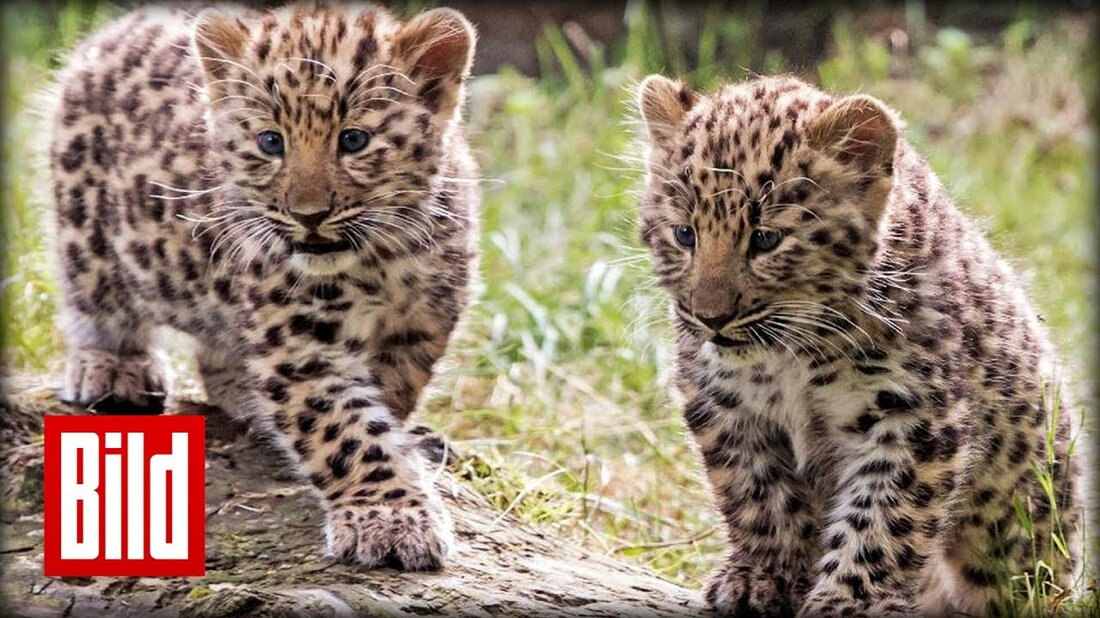 Zwei Mamur-Leoparden wurden am 22. April im Leipziger Zoo geboren. Die beiden wiegen jetzt jeweils vier Kilo und werden wahrscheinlich zum ersten Mal das Leoparden-Tal erkunden. Abonnieren Sie jetzt BILD: http://on.bild.de/bild_abo. Youtube-Link