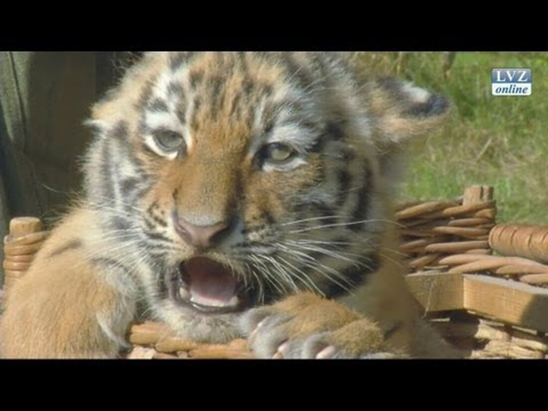 Leipzig, 20. September 2012: Die Nachkommen erscheinen endlich im Leipziger Zoo zum offiziellen Wiegen: Die beiden Amur-Tiger sind bereits zwei Monate alt. Jetzt kommen sie aus Mutter Bellas Zimmer in das große Gehege. . Youtube-Link