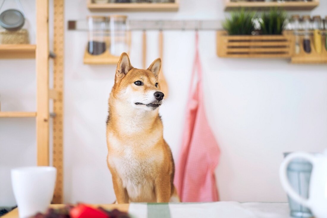 Künstliche Intelligenz ist dieses Jahr das größte Thema auf dem Markt. Die meisten Unternehmen haben ihre Pläne für künstliche Intelligenz vorgestellt. Shiba Memu und SingularityNET gehören zu den besten KI-Münzen. Künstliche Intelligenz (KI) ist zur am schnellsten wachsenden Technologie der Welt geworden. In der Unternehmensszene verzeichneten Unternehmen wie Nvidia, Microsoft und C3.ai in diesem Jahr einen Anstieg ihrer Aktien. Nvidia, ein GPU-Hersteller, verzeichnete einen Anstieg seiner Marktkapitalisierung auf über 1 Billion US-Dollar. Viele Unternehmen haben ihre KI-Pläne vorgestellt. Microsoft hat eine Reihe von KI-Tools auf den Markt gebracht, darunter Copilot. Am Dienstag gab das Unternehmen die Preise für diese Produkte …