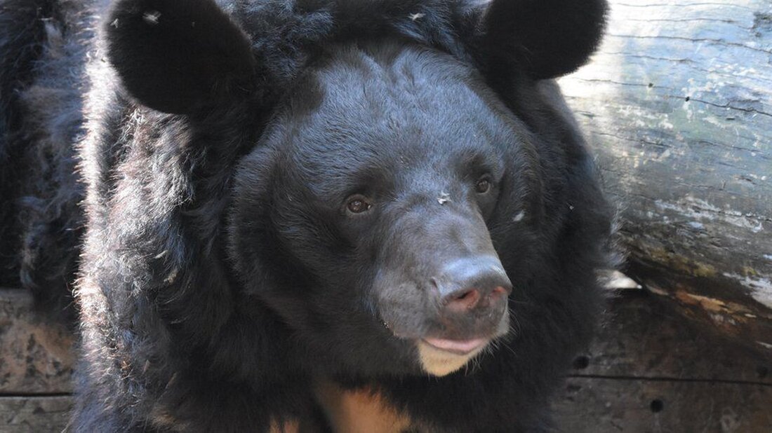 Ein Bär aus der Ukraine, der den russischen Beschuss eines Zoos in Donezk überlebt hat, soll in Schottland ein neues Zuhause finden. Yampil, ein 12-jähriger asiatischer Schwarzbär, ist nach dem Dorf benannt, in dem er aufgewachsen ist. Er wurde dort nach dem Angriff im vergangenen Oktober gefunden. Die meisten der 200 anderen Tiere im Zoo wurden bei dem Angriff getötet. Die Tierpfleger im Five Sisters Zoo in West Lothian sammeln jetzt Geld, um Yampil im Jahr 2024 dorthin zu bringen. Das Dorf Jampil liegt in der Provinz Donezk im Osten der Ukraine. Dieser Teil des Landes geriet 2014 unter die …