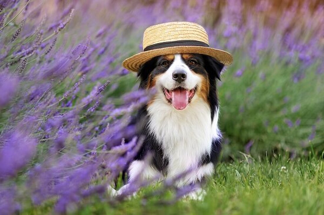 Dogwifhat (WIF) wurde heute an der Kryptobörse Bybit gelistet. Unmittelbar nach der Notierung erreichte der Preis der Meme-Münze 41,85 $, bevor er schnell wieder zurückging. Zum Zeitpunkt der Drucklegung wurde Dogwifhat (WIF) bei 2,61 $ gehandelt, was einem Rückgang von 6,13 % in den letzten 24 Stunden entspricht. Dogwifhat (WIF), die neueste Sensation in der Welt der Meme-Coins, sorgte kurz nach ihrer Notierung für Aufruhr an der Bybit-Börse. Innerhalb weniger Minuten nach dem Start des Handels schoss der Preis von Dogwifhat um unglaubliche 1.450 % in die Höhe und erreichte einen Höchststand von 41,85 $. Der Anstieg war jedoch nur &hellip;