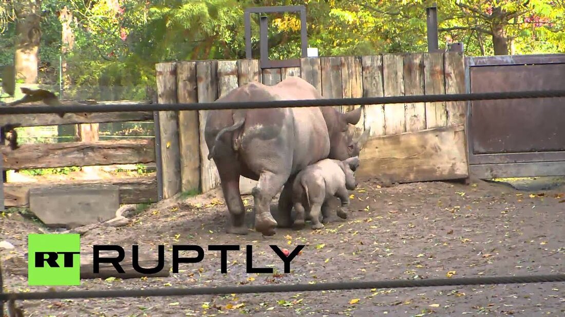 Ein Monat altes Baby Black Rhino wurde am Donnerstag im Leipziger Zoo „Samia“ genannt. Der Name wurde aus einem Glücksfall ausgewählt, wobei „Isha“ und „Aduba“ die anderen Namen waren. Samia ist ein schwarzes Nashorn und wurde im Leipziger Zoo gezeugt. Nach einer 15-monatigen Schwangerschaft wurde sie ohne Komplikationen geboren. Samia war während der Namensgebung fest eingeschlafen, kam aber später aus dem Gehege. . Youtube-Link