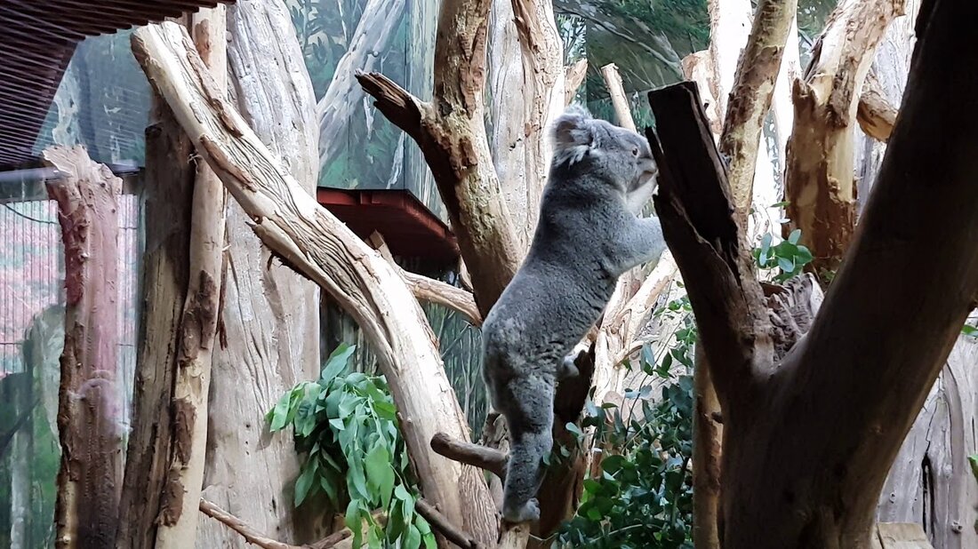 Entdecken Sie Leipzig. Lustige Zeit mit Kuala im Leipziger Zoo #Leipzig_Zoo. Youtube-Link