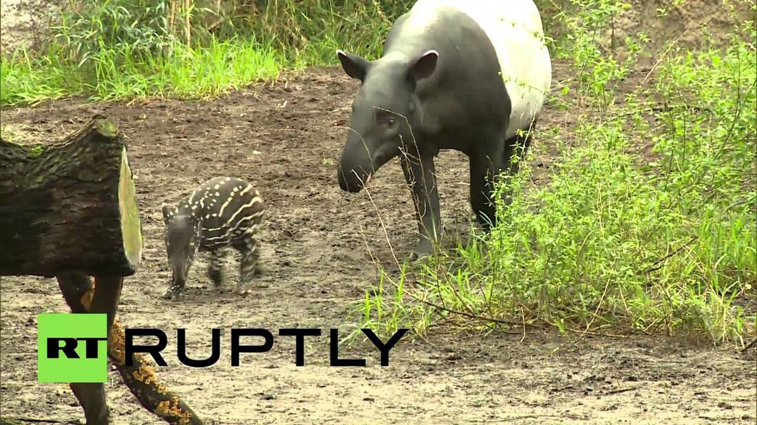 Der deutsche Leipziger Zoo war im Februar ein seltenes Ereignis, als Laila, der malaiische Tapir, ein gesundes männliches Baby zur Welt brachte, eines von nur vier in Gefangenschaft weltweit. Aufgrund der umfassenden Entwaldung in Südostasien sind malaiische Tapire eine vom Aussterben bedrohte Art mit nur zehn in Zoos in ganz Deutschland. . Youtube-Link