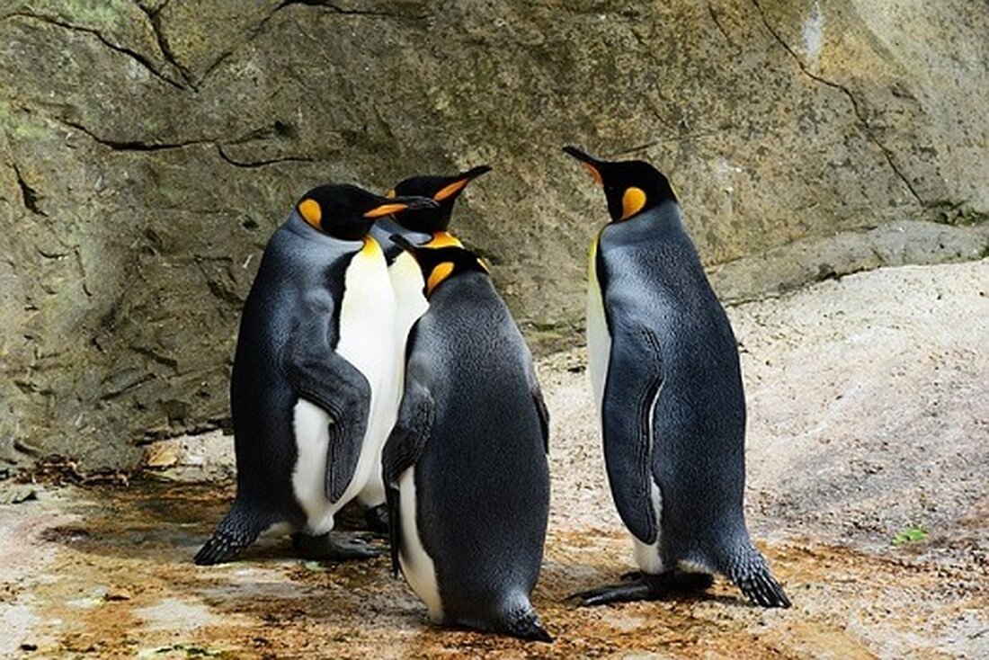 Der Preis von Pudgy Penguins (PENGU) fiel aufgrund des Verkaufsdrucks nach dem Airdrop. Der PENGU-Token wird 50 % unter seinem Höchststand gehandelt, aber was sagen Analysten, wenn Händler kaufen? iDEGEN (IDGN) und Stacks (STX)? Pudgy Penguins-Preisprognose Große Krypto-Börsen, darunter Binance, OKX und Bybit, notieren Pudgy Penguins (PENGU). Dies folgte darauf, dass Pudgy Penguins den offiziellen Token per Airdrop an seine NFT-Inhaber abgab. Mit großer Aufregung stürmte PENGU auf 0,068 $. Der Preis stürzte jedoch schnell auf 0,031 $ ab. Dieser starke Ausverkauf führte auch dazu, dass der Mindestpreis des entsprechenden NFT von etwa 33 ETH auf 16 ETH sank. Was …