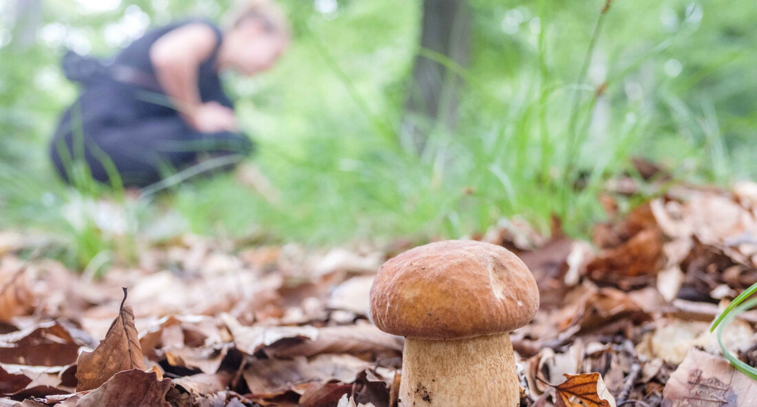Pilzwarnung in der Hochsaison: Minister Hauk mahnt zur Vorsicht Mit dem Einzug des Herbstes und der damit verbundenen Pilzsaison warnt Landwirtschaftsminister Peter Hauk eindringlich vor den Gefahren des versehentlichen Verzehrs von giftigen Pilzen. In einer aktuellen Pressemitteilung betonte er die Wichtigkeit einer sachkundigen Pilzernte und riet den Bürgerinnen und Bürgern, die Angebote von Pilzexperten in Anspruch zu nehmen, um sicher mit Waldpilzen umzugehen und Verwechslungen zu vermeiden. „Die Freude am Pilzesammeln sollte nicht durch unbedachte Entscheidungen getrübt werden“, so Hauk. „Giftige Pilze sind oft schwer von essbaren Arten zu unterscheiden, insbesondere für ungeschulte Sammler.“ Mit dieser Warnung nimmt er Bezug …