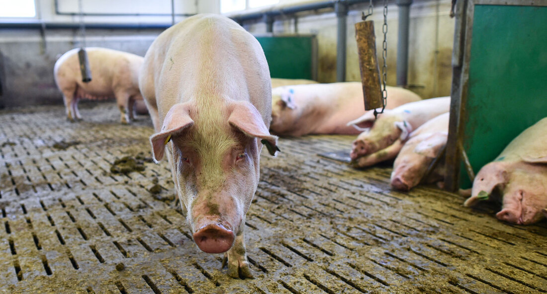 Aufgrund des Ausbruchs der Afrikanischen Schweinepest bei Hausschweinen im Kreis Emmendingen und in anderen Bundesländern werden die Untersuchungen bei Wildschweinen und in der Frei- und Freilandhaltung von Hausschweinen intensiviert. Der Antrag auf Verkürzung der Dauer der Sperrzonen wurde von der Kommission der Europäischen Union abgelehnt. „Der Ausbruch von Afrikanische Schweinepest (ASF) in einer Hausschweineherde im Landkreis Emmendingen hat uns gezeigt, welche gravierenden Folgen das Auftreten des Virus für unsere Schweinebetriebe hat. Glücklicherweise wurde das Virus nicht in andere Schweinebetriebe oder in die Wildschweinpopulation in Baden-Württemberg eingeschleppt. Aktuell wurden jedoch Anfang Juli 2022 weitere Ausbrüche in Niedersachsen und Brandenburg festgestellt. Dies …