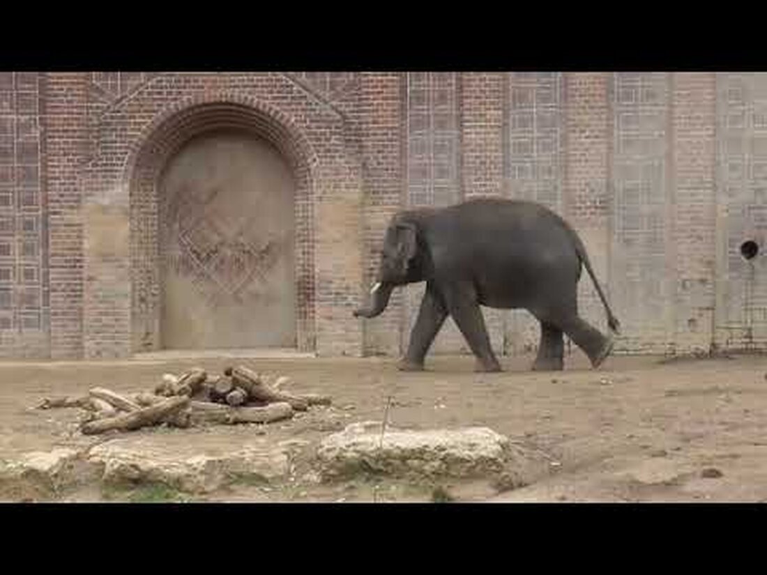 Leipziger Zoo Elefanten Youtube-Link