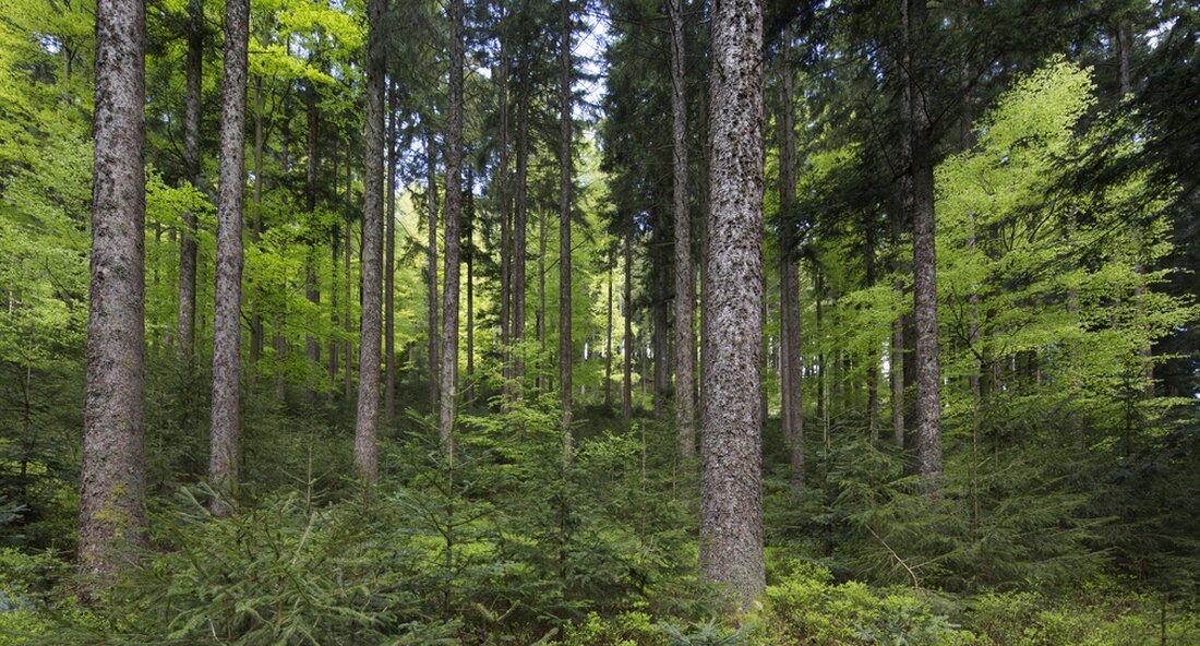 Um Wälder fit für die Zukunft zu machen, erforscht die forstwirtschaftliche Versuchs- und Forschungsanstalt in einem Projekt die Saat klimasensibler Bäume für zukünftige Waldgenerationen. So lässt sich herausfinden, wie die Wälder, aus denen heute Saatgut gewonnen wird, mit dem Klima von morgen zurechtkommen. „Ob Bäume, die heute mit wenig Wasser und viel Hitze auskommen, schon besonders an Trockenheit angepasst sind und ob ihr Nachwuchs deshalb besser für sie ist Wälder der Zukunft unsere Forscher an der Forstwirtschaftliche Versuchs- und Forschungsanstalt (FVA) mit Hochdruck. Um dem Klimawandel im Wald entgegenzuwirken, brauchen wir Bäume, die klimaresilient sind“, sagte die Ministerin für Ernährung, …