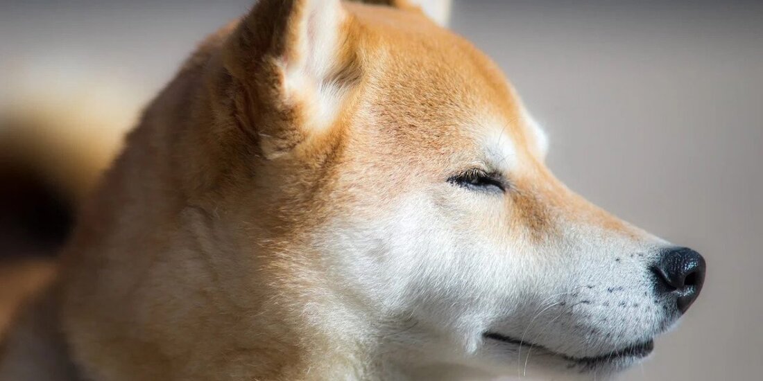 Eine Umfrage zeigt, dass 29 Prozent der Amerikaner von Dogecoin gehört haben, während 21 Prozent von Ethereum gehört haben. An anderer Stelle bittet Elon Musk Entwickler, Ideen einzureichen, um die Technologie von Dogecoin besser zu verbessern. Eine kürzlich durchgeführte Umfrage hat ergeben, dass Amerikaner mit Dogecoin besser vertraut sind als mit Ethereum. Dies ist eine große Überraschung, da Ethereum über weitaus fortschrittlichere Technologien wie intelligente Verträge, dezentrale Finanzierungen und nicht fungible Token (NFTs) verfügt, verglichen mit Dogecoin, bei dem es sich im Grunde um eine Meme handelt. Das Umfrage wurde von Harris Poll in Verbindung mit CouponCabin betrieben. 2.063 Erwachsene …