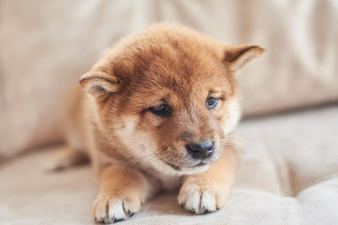 Schlüssel zum Mitnehmen Dogizen ist das erste Telegramm -ICO, das bisher fast 4 Millionen US -Dollar im Vorverkauf sammelt. Das Projekt ist ein direkter Wettbewerb für Catizen, das beliebte Katzenspiel auf Telegramm. Was ist Dogizen? Hundizen ist ein aufregendes Projekt, das als erstes Telegramm ICO stolz ist. Telegram ist in den letzten Jahren dank der Milliarden der Nutzer auf der Plattform zu einer weit verbreiteten App für mehrere Kryptoentwickler geworden. Es ist ein Tap-to-Earn-Projekt, bei dem Catizen, das beliebte Katzenspiel in der Telegramm-App, einen direkten Wettbewerb ist. Nach Angaben des Teams soll Dogizen Freunde durch Telegramm in Verbindung halten. Spieler …