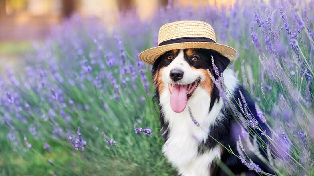 Solana hat sich als die beste Blockchain für Meme-Coin-Entwickler herausgestellt. Tatsächlich Solana Meme-Coins wie Dogwifhat (WIF), Popcat, Book of Meme (BOME) und Bonk sind einige der größten Player der Branche. Dogwifhat hat eine Marktkapitalisierung von über 2,2 Milliarden Dollar, während Bonk, Book of Meme und Popcat zusammen einen Wert von über 3 Milliarden Dollar haben. Weitere Solana-Meme-Coins wie Poodlana könnten in der Branche weiterhin Marktanteile gewinnen. Warum Solana-Meme-Coins wachsen Solana ist eine der beliebtesten Blockchains der Welt, was an den niedrigen Transaktionskosten und hohen Geschwindigkeiten liegt. Das bedeutet, dass Benutzer, die mit diesen Tokens Transaktionen durchführen, nur geringe Gebühren zahlen. …