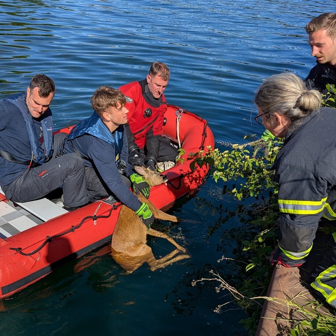 Die Feuerwehr Dortmund rettete heute Morgen einen jungen Rehbock aus einem Kanal in Ellinghausen nach einem Hinweis eines Spaziergängers.