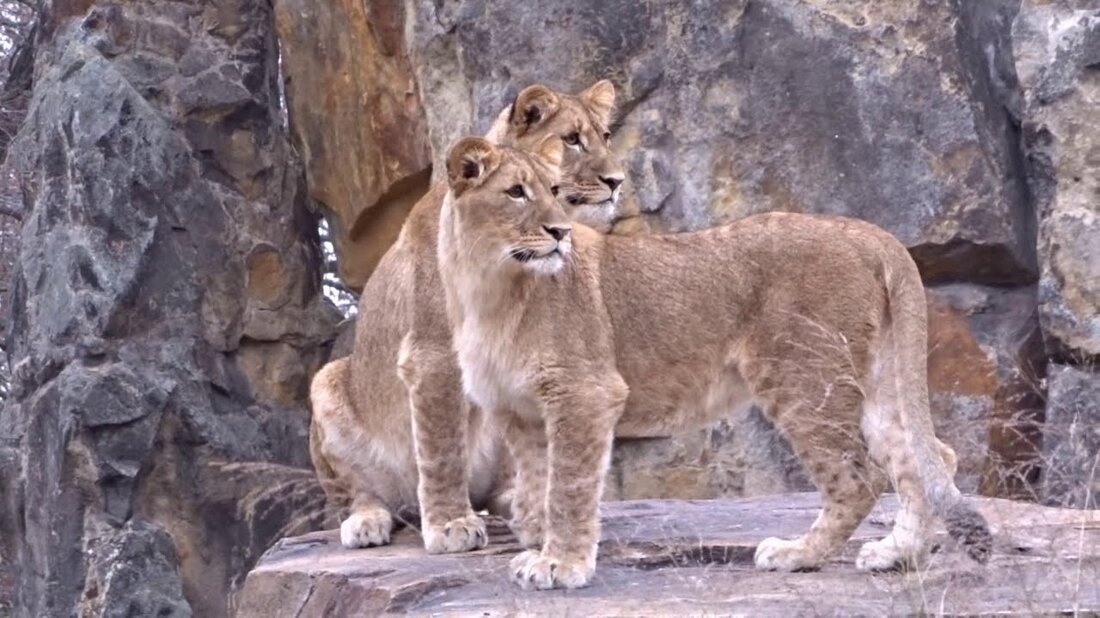 Das Geschwistertrio aus Leipzig durfte heute erstmals das Gehege in seinem neuen Zuhause im Berliner Zoo erkunden. Anfangs etwas schüchtern, aber nach einer Weile wurden sie etwas mutiger. Das Trio besteht aus der Katze Mateo und seinen Schwestern Elsa und Hanna. Willkommen in Berlin. Das Geschwistertrio aus Leipzig hatte heute erstmals Gelegenheit, das Gehege in seinem neuen Zuhause im Berliner Zoo zu erkunden. Am Anfang waren sie etwas schüchtern, aber nach einiger Zeit wurden sie etwas mutiger. Das Trio besteht aus Mateo und seinen Schwestern Elsa und Hanna. Willkommen in Berlin. Youtube-Link