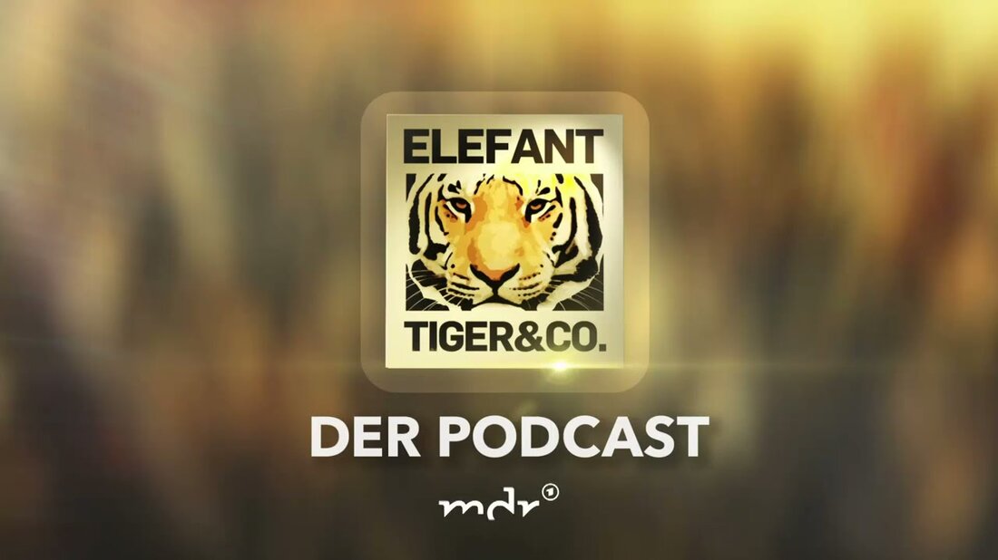 Dirk Hentze traf Michael Ernst für seine zweite Podcast-Episode. Der Leiter des Gondwanalandes im Leipziger Zoo kann sich nicht vorstellen, dass seine Arbeit jemals langweilig wird und kann nur davon schwärmen. . Youtube-Link