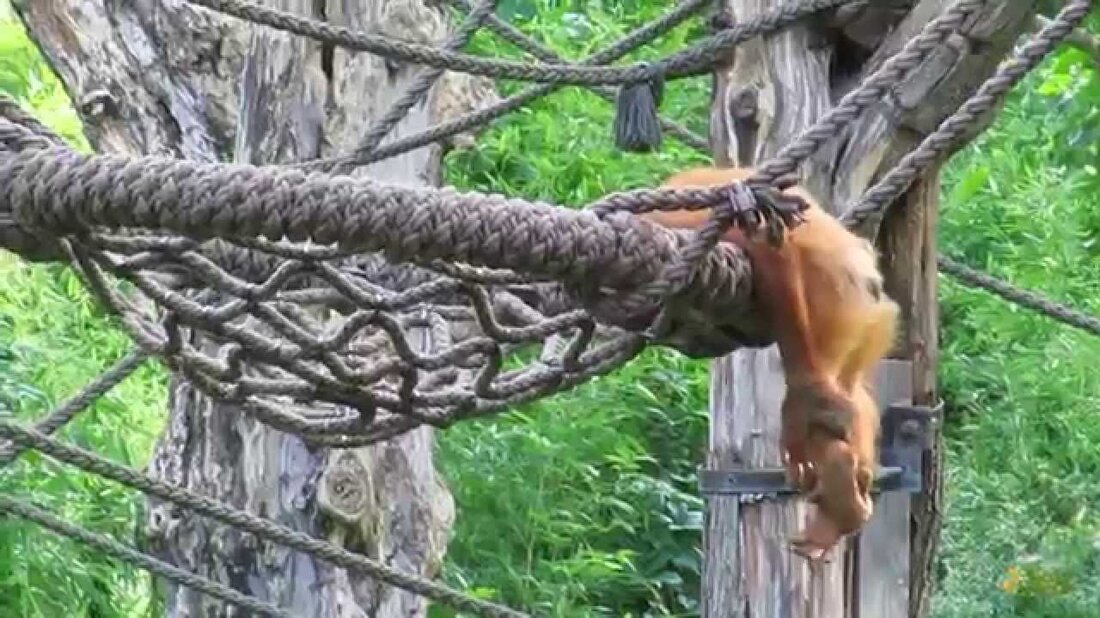 Hier sehen Sie, dass, wenn ein junger Sumatra-Orang-Utan bei seiner Mutter bleiben möchte, der andere – der etwas älter ist – eine explorativere Stimmung hat und einige „Checks and Balances“ durchführt. . Youtube-Link