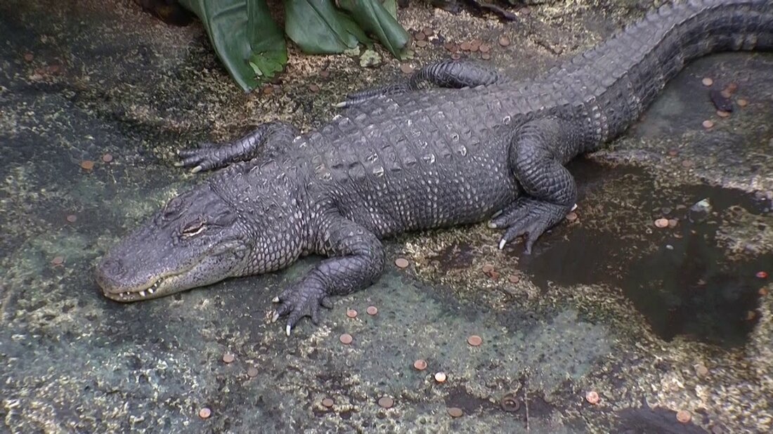Zoo Geschichten aus Leipzig. Wir haben dort einen kurzen Besuch gemacht, was sehr zu empfehlen ist, wenn Sie die schöne Stadt Leipzig besuchen. Ich wünsche Ihnen einen schönen Aufenthalt, Wulf „Buddy“ Beeck. . Youtube-Link