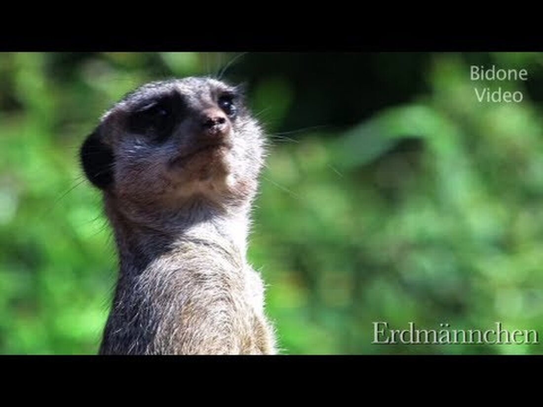 Da YouTube leider meine Version von diesem Film mit Musik in Deutschland blockiert hat, obwohl verwenden ich für die kommerzielle Nutzung kostenlos Musik Lizenzgebühren, ist dieser Film ohne Musik wieder zur Verfügung. Im Frühsommer 2011 habe ich diese Bilder im Leipziger Zoo gemacht. Da Godwanaland noch nicht geöffnet hatte, konnten die Tiere noch in Ruhe gefilmt werden. Also ging es zuerst ins Aquarium, wo ich ein kleines Krokodil und die Chamäleons filmen konnte. Dann fing ich einen Affen, der gerade aus seinem Gehege floh. Die Rosenblätter draußen waren einfach zu verlockend. Wir fahren weiter durch den Zoo, um die Männchen …