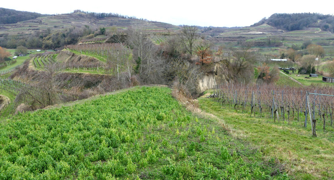 Die einzigartige Kulturlandschaft am Kaiserstuhl in Vogtsburg-Oberrotweil wird durch eine Förderung in Höhe von rund 4,2 Millionen Euro von Bund und Land erhalten. Auf einer Fläche von etwa 30 Hektar soll die typische Terrassenlandschaft des Kaiserstuhls neu angelegt werden, um den Weinbau und die wertvolle Flora und Fauna dieser Region zu bewahren. Minister für Ernährung, Ländlichen Raum und Verbraucherschutz, Peter Hauk, betont die Bedeutung der Erhaltung solch einzigartiger Landschaften für die Gesellschaft. Der Weinbau spielt dabei eine zentrale Rolle, da er zur Bewirtschaftung der Landschaft beiträgt und gleichzeitig eine wichtige wirtschaftliche Grundlage darstellt. Durch den Bau von neuen Erschließungswegen wird …