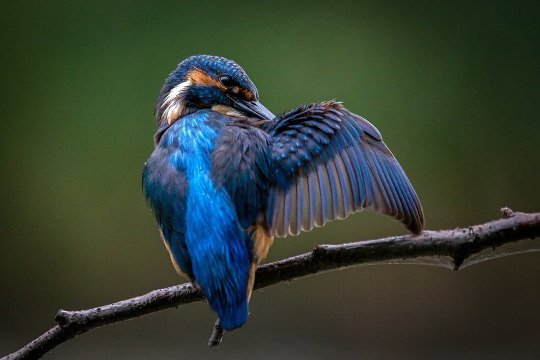Nach 40 Jahren wird das kreative Anwesen Haus Amsel im Donautal verkauft. Ein Neuanfang für Susanne Amsel und ihr Leben.