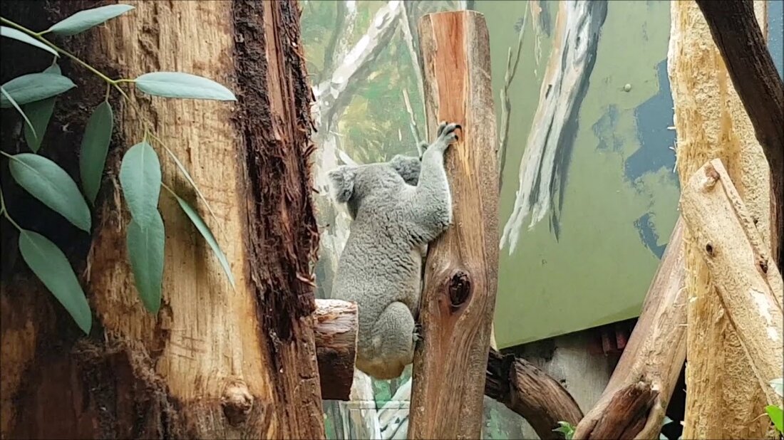 Jetzt zeigt der Zoo Leipzig einen waschechten Australier: Mit einem inbrünstigen, beharrlichen Ruf, sein Revier zu markieren, ist das Koala-Männchen Moose aus dem hinteren Bereich in das Schaugehege im Koalahaus gezogen und hat mit Tinaroo die Plätze getauscht. Oobi-Uubi ließ sich davon im Nachbargehege nicht stören – er schlief einfach weiter. Moose und Mandie kamen Mitte Juni aus dem australischen Reptilienpark Gosford bei Sydney nach Leipzig, um die europäische Population in Menschenobhut zu vergrößern und bessere Bedingungen für die Erhaltungszucht zu schaffen. Seitdem haben sich die beiden Australier gut eingelebt. „Moose hat sich sofort wohlgefühlt und den frischen Eukalyptus aus …