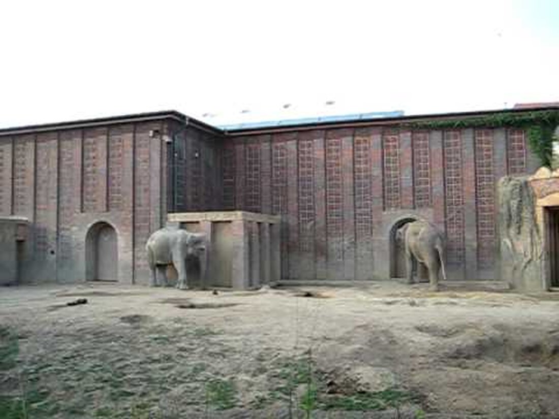 Elefanten im Leipziger Zoo. . Youtube-Link